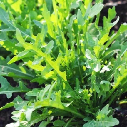 W1188 WILDWACHSENDE RUCOLA-SAMEN SAFTIG-SCHARFE SALATBLÄTTER SANDWICH 1G