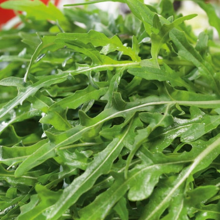 W1188 WILDWACHSENDE RUCOLA-SAMEN SAFTIG-SCHARFE SALATBLÄTTER SANDWICH 1G