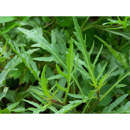 W1188 WILDWACHSENDE RUCOLA-SAMEN SAFTIG-SCHARFE SALATBLÄTTER SANDWICH 1G