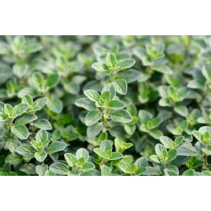 Z3018 MAJORAN KRÄUTERSAMEN AROMATISCHE BEILAGE 1G