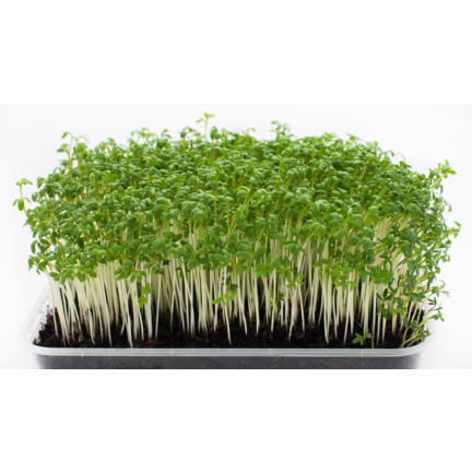 W1190 KRESSE GANZJAHRES-GEMÜSE-SPROSSENSAMEN 10G