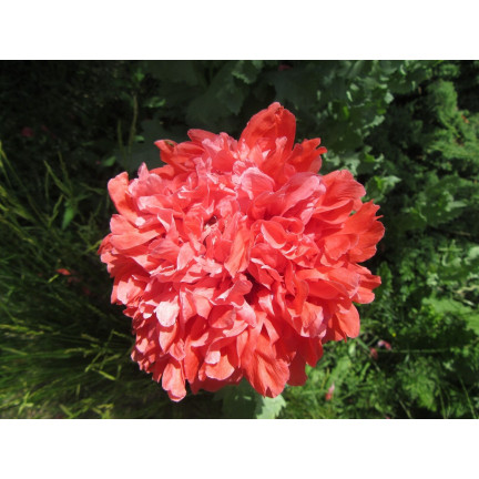 R3969 SOMMER MOHN VOLLE FARBE MIX MOHNBLUMEN SAMEN 0.5G PFINGSTROSE MOHN