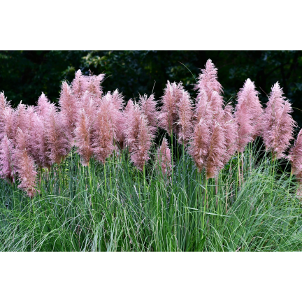 Rosa Pampasgras, Cortaderia selloana, Grassamen
