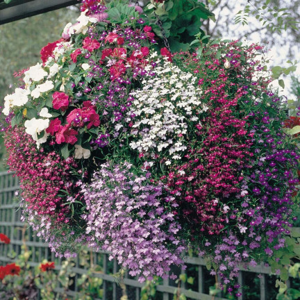 R5837 LOBELIA HÄNGENDE KASKADE GEMISCHT 0.1G LOBELIA BLUMEN SAMENMISCHUNG