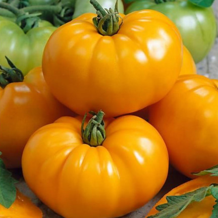 W1265 GEMAHLENE TOMATE TALL YELLOWSTONE SAMEN TOMATE SAFTIG GROSS 0.3G