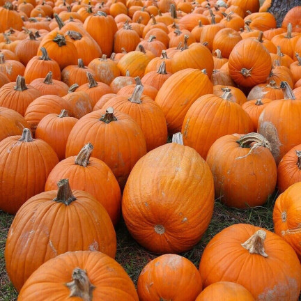 W1038 GOLIAS KÜRBIS CUCURBITA MAXIMA SAMEN KÜRBISFRUCHT BIS ZU 30KG 4G