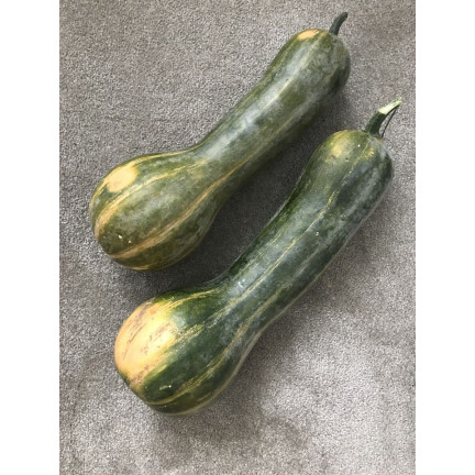 W1245 BUTTERNUSSKÜRBIS CUCURBITA MOSCHATA FEINES AROMA KÜRBISKERNE 5G