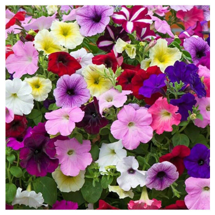 R7325 PETUNIE HÄNGEND BALCONY MIX 0.3G SAMEN BALCONY MIX PETUNIEN