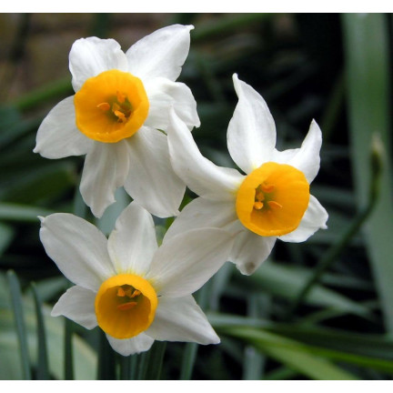 Polnische Narzisse (Canaliculatus), Blumenzwiebeln, 50 Stück
