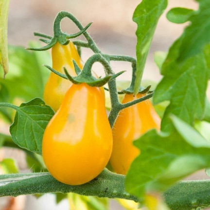 W2993 GEMAHLENE KIRSCHTOMATE HOCH PERUN 0,5G SAMEN PRODUKTIV