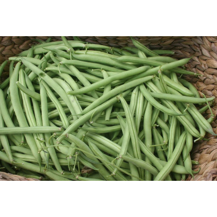 W1046 MUNGBOHNE GRÜNE SCHOTEN HILDS NECKARKÖNIGIN BOHNENSAMEN 10G
