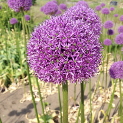 CEB22 GIGANT GORGEOUS Knoblauchzwiebel Blumenzwiebel ALLIUM GLADIATOR 1St. 20/+