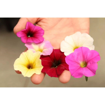 R7325 PETUNIE HÄNGEND BALCONY MIX 0.3G SAMEN BALCONY MIX PETUNIEN