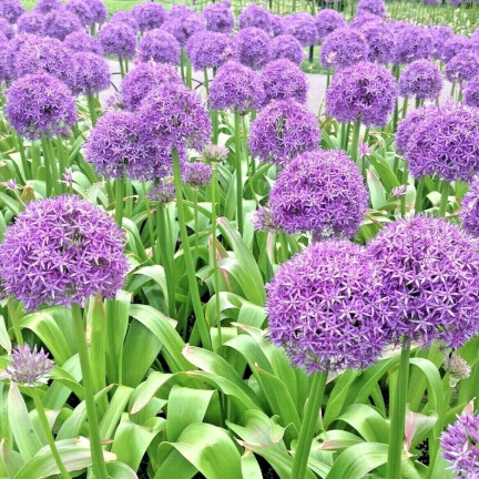 CEB22 GIGANT GORGEOUS Knoblauchzwiebel Blumenzwiebel ALLIUM GLADIATOR 1St. 20/+
