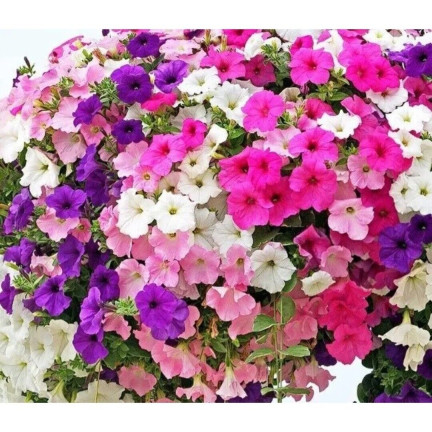 R7325 PETUNIE HÄNGEND BALCONY MIX 0.3G SAMEN BALCONY MIX PETUNIEN