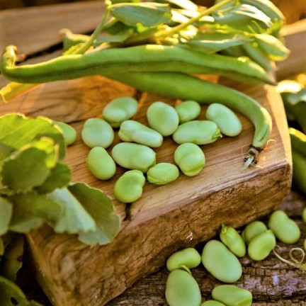 W1006 SEEDS WINDSOR WHITE BROAD BEAN MEDIUM EARLY VERY PROLIFIC 50G