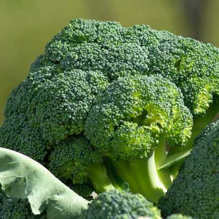 W1008 Brokkolisamen CALABRESE NATALINO FERTILE VITAMINQUELLE LEICHT ANZUBAUEN
