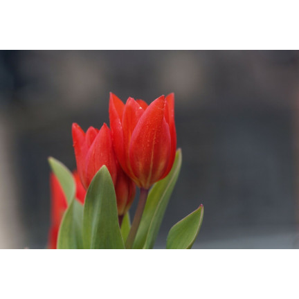 CEB6 TULIP PRAESTANS ZWANENBURG VAR BLUMENZWIEBEL 50 STÜCK.