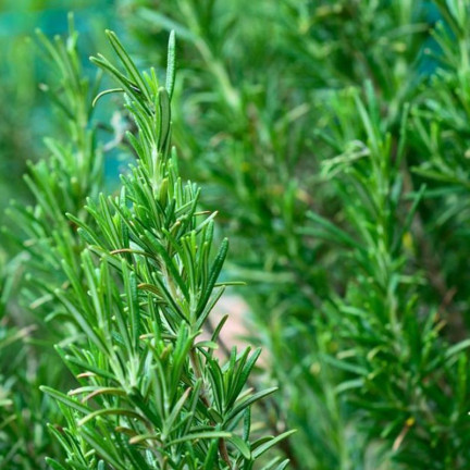 Z3028 ROSMARIN AROMATISCHE KRÄUTER SAMEN MEHRJÄHRIG 0.1G