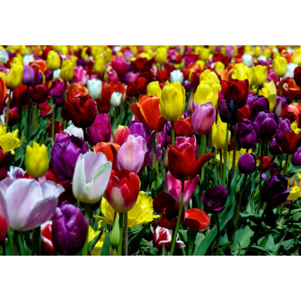 CEB15 Tulpen, Tulpenzwiebeln, Blumenzwiebeln, Farbmischung „Triumph Mixed“, 50 Stück