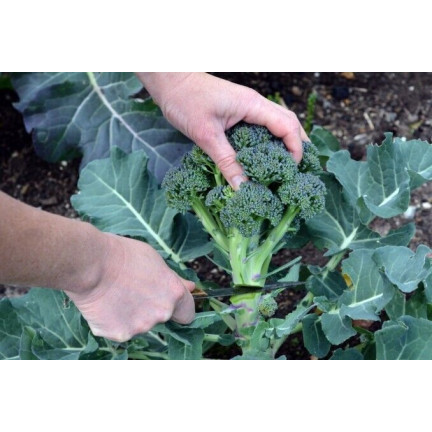 W1008 Brokkolisamen CALABRESE NATALINO FERTILE VITAMINQUELLE LEICHT ANZUBAUEN