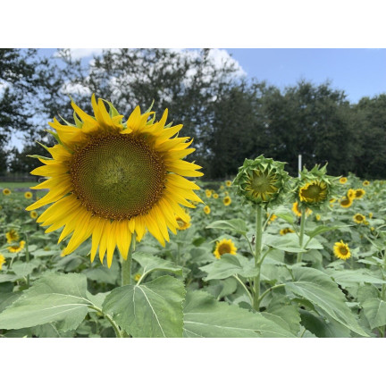 W1231 ESSBARE GARTEN-SONNENBLUME GESTREIFTES SAATGUT ZUR AUSSAAT SONNENBLUME 10G