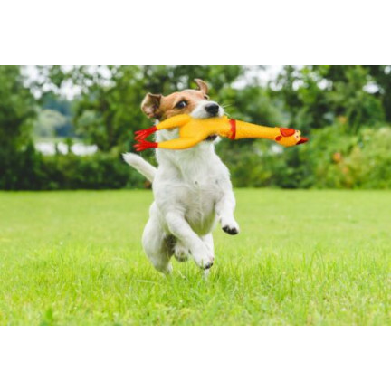 19035 GUMMI HUHN QUIETSCHEND HUND KAUEN SPIELZEUG