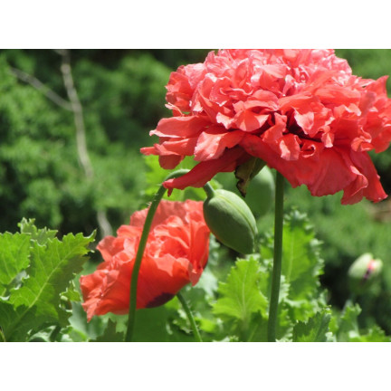R3969 SOMMER MOHN VOLLE FARBE MIX MOHNBLUMEN SAMEN 0.5G PFINGSTROSE MOHN