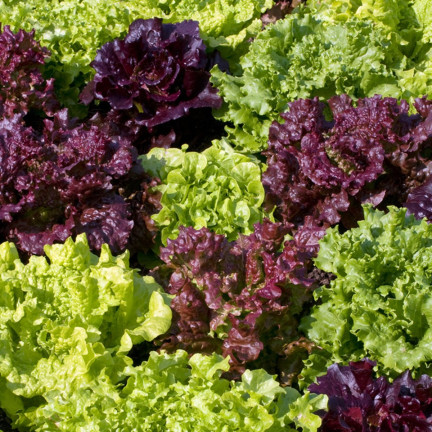 W6595 SALATMISCHUNG SORTEN SALATSAMEN KNACKIGE BUTTERMISCHUNG 1G