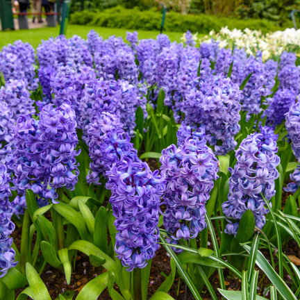 Hyazinthe „Blue Pearl“, Blumenzwiebeln, Hyazinthenzwiebeln, Größe 14/15, 5 Stück