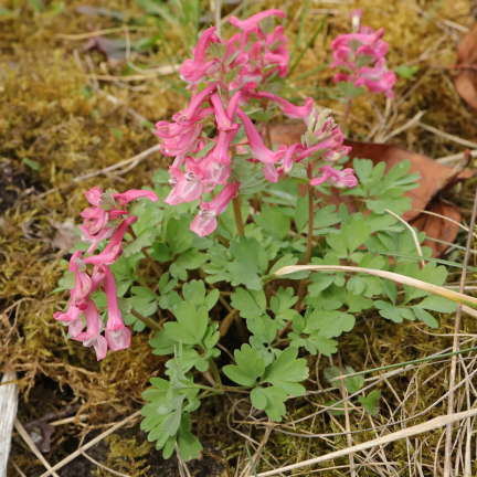 Kokorycz (Corydalis solida Beth. Evans), Blumenzwiebeln, Größe 5/6, 50 Stück.