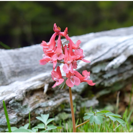 Kokorycz (Corydalis solida Beth. Evans), Blumenzwiebeln, Größe 5/6, 50 Stück.