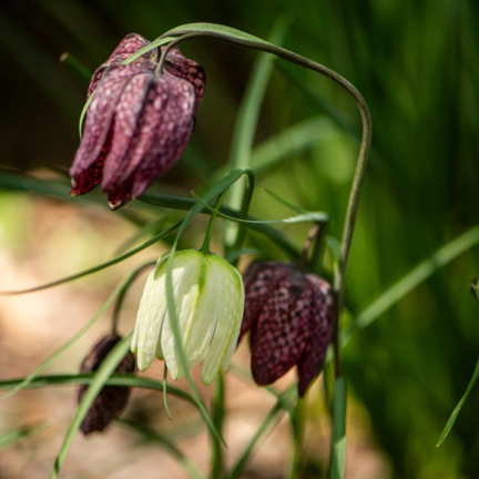 Fritillaria meleagris Mix, Schachblume, Blumenzwiebeln, Größe 6/7, 50 Stück