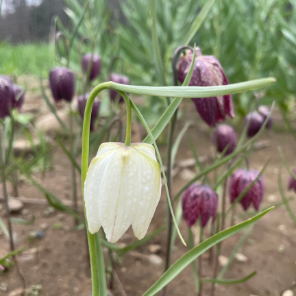 Fritillaria meleagris Mix, Schachblume, Blumenzwiebeln, Größe 6/7, 50 Stück