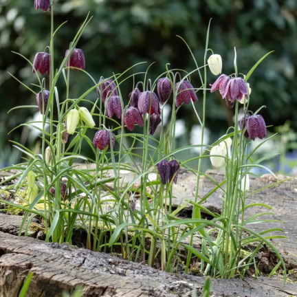 Fritillaria meleagris Mix, Schachblume, Blumenzwiebeln, Größe 6/7, 50 Stück