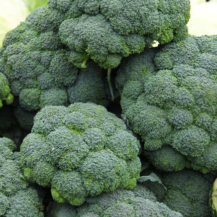 W1008 Brokkolisamen CALABRESE NATALINO FERTILE VITAMINQUELLE LEICHT ANZUBAUEN
