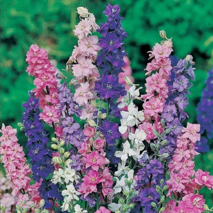 R2801 GARTEN STECHPALME VOLL MIX SOMMER STECHPALME BLUMEN 1G SAMEN