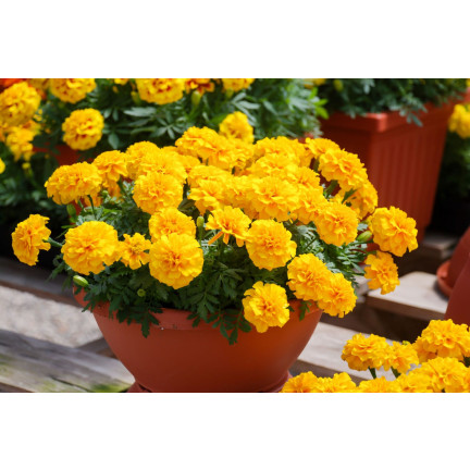 R2005 ZIGEUNER SONNENSCHEIN NIEDRIG GELB SAMTENE SAMEN 1G