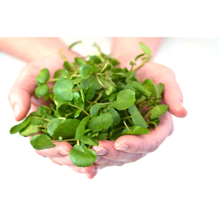 W1187 Brunnenkresse vitaminreiches Gemüsesaatgut mit hohem Ertrag winterhartes Superfood
