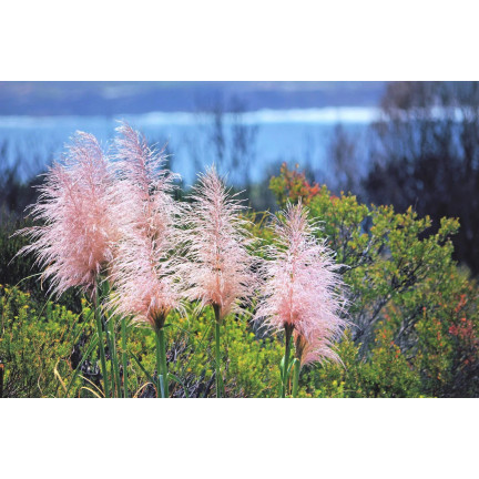 Rosa Pampasgras, Cortaderia selloana, Grassamen