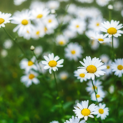R4638 WIESE GÄNSEBLÜMCHEN WEISS RASEN GÄNSEBLÜMCHENSAMEN 0.2G