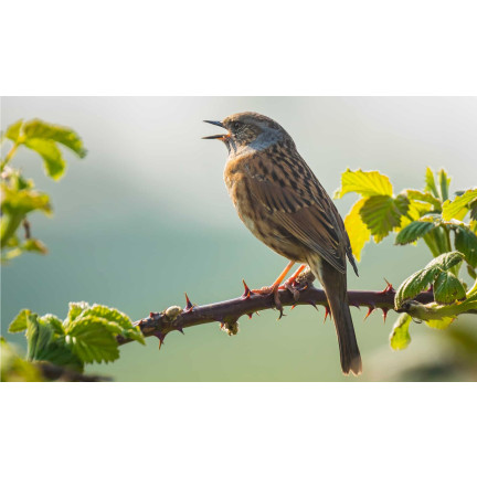 Futterhäuschen für Wildvögel, natürliches Futter für überwinternde Vögel, Vogelfutter, Turdus, 900 g