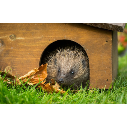 Futter für freilebende Igel, Alleinfuttermittel, proteinreich, Turdus 500 g