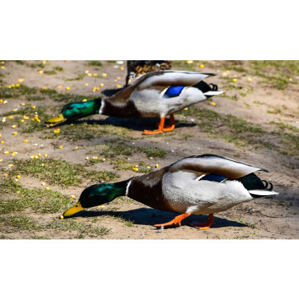 Entenfutter, Winterfutter für Vögel, Futtermischung mit Sonnenblumenkernen, 1 kg