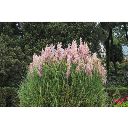 Rosa Pampasgras, Cortaderia selloana, Grassamen