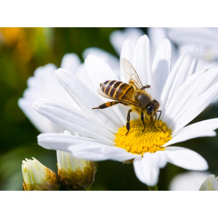 SUM36 BIOPOLIN 10ML SUMIN LOCKT BIENEN HUMMELN LANGWIRKEND