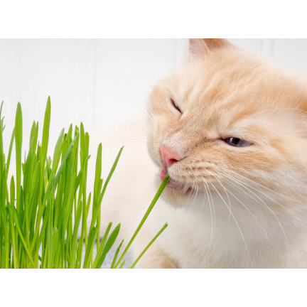 Katzengras, Grassamenmischung, Kici Mix, Toraf 30 g