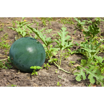 W1001 WASSERMELONE SAMEN ZUCKER BABY CAVON SÜSS SAFTIGES FRUCHTFLEISCH FÜR DEN ANBAU 1G