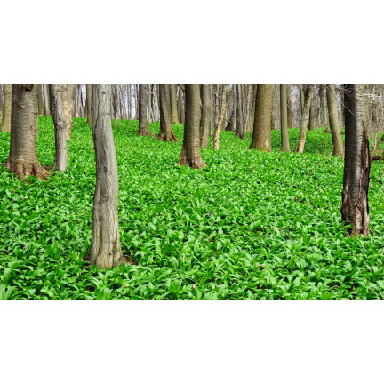 Z3007 Frostbeständiger Kümmel Allium ursinum