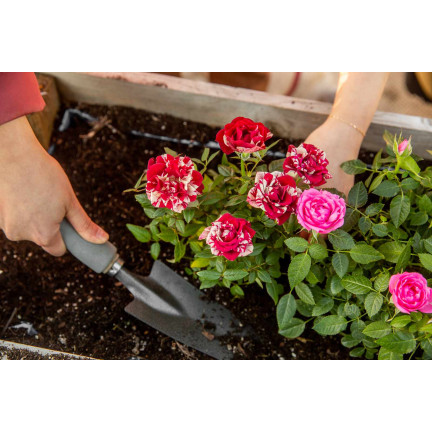 Rosenerde, Blumenerde zum Umtopfen, Spezialerde mit Perlit, Biovita 20 l